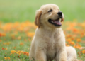 4 Health Factors To Consider While Feeding Your Dog
